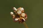 Arrowleaf tearthumb